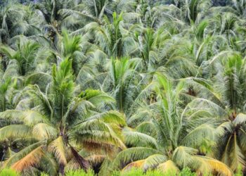 Riau Fokuskan Peremajaan Kelapa di Indragiri Hilir, Tiga Pabrik Segera Dibangun