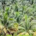 Riau Fokuskan Peremajaan Kelapa di Indragiri Hilir, Tiga Pabrik Segera Dibangun