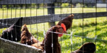 Warga Binaan Beternak Ayam Kampung Pedaging, Suasana Lapas Terbuka Rumbai Seperti di Rumah Sendiri