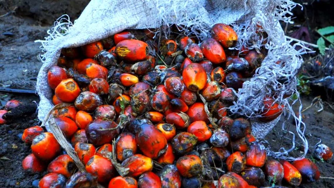 Harga CPO Diprediksi Turun Pekan Ini Akibat Stok Melimpah