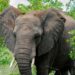 Serangan Gajah Liar di Bengkalis Tewaskan Seorang Ibu Rumah Tangga