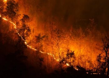 Krisis Iklim Perparah Risiko Kebakaran Hutan