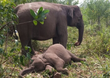 Polda Riau Selidiki Kasus Kematian Gajah Sumatera di Tesso Nilo