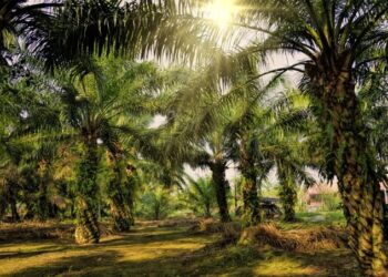 Ramalan Harga CPO Hari Ini Bergerak Ketat