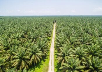 Harga CPO Terkoreksi di Akhir Agustus, Bagaimana Prospek September 2025?