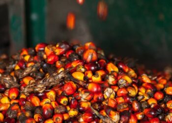 Harga CPO Naik Akibat Melemahnya Produksi