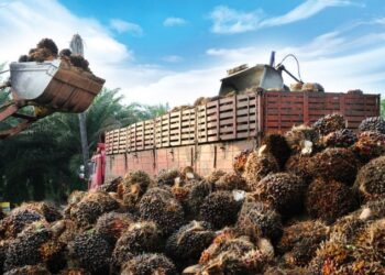 Harga CPO Naik, Didukung Pasar Minyak Nabati Global