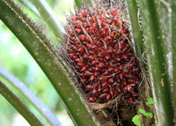Harga CPO Terkoreksi Karena Banyak yang Cari Untung