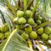 Gubernur Riau Dorong Hilirisasi Sagu dan Kelapa, Minta Pabrik Pengolahan Segera Dibangun