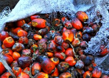 Harga CPO Diperkirakan Bergerak di Kisaran RM3.900–RM4.580 Pekan Depan