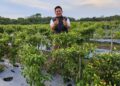 TPID Riau bersama BUMD Pangan Riau panen cabai di lahan On Farm dan gelar operasi pasar murah Rp60 ribu/kg untuk tekan harga cabai yang tembus Rp100 ribu/kg.