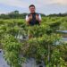TPID Riau bersama BUMD Pangan Riau panen cabai di lahan On Farm dan gelar operasi pasar murah Rp60 ribu/kg untuk tekan harga cabai yang tembus Rp100 ribu/kg.