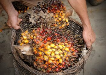 Tertekan Kenaikan Stok, Harga CPO Turun