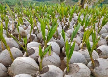 BUMD Riau Pangan Bertuah Siap Sediakan Bibit 10 Ribu Hektare untuk Program Kebun Kelapa Baru di Inhil