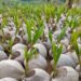 BUMD Riau Pangan Bertuah Siap Sediakan Bibit 10 Ribu Hektare untuk Program Kebun Kelapa Baru di Inhil