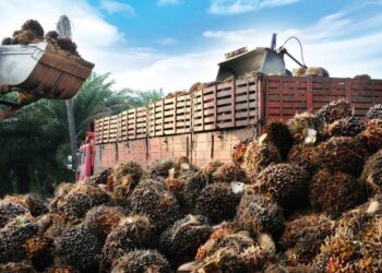 Harga CPO Diprediksi Menguat, Selengkapnya di Sini