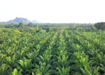 Bagaimana Sawit Bisa Jadi Penopang Bioenergi Nasional?