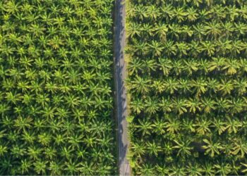 Indonesia Siapkan Penerapan Biodiesel B50 pada 2026, Impor Solar Diprediksi Turun Drastis