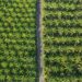 Indonesia Siapkan Penerapan Biodiesel B50 pada 2026, Impor Solar Diprediksi Turun Drastis