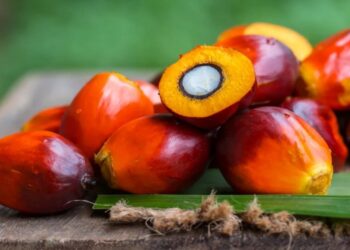 Harga CPO Turun Tertekan Lonjakan Stok dan Ketegangan Dagang AS–China