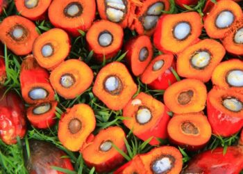 Program B50 Indonesia Bikin Harga CPO Meroket Lagi