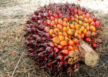 Harga CPO Naik Karena Program Biodiesel Indonesia