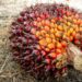 Harga CPO Naik Karena Program Biodiesel Indonesia