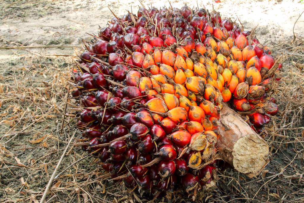 Harga CPO Naik Karena Program Biodiesel Indonesia