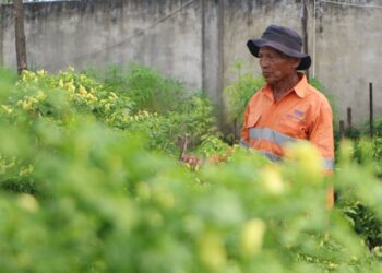 Apa yang Dilakukan Pemprov Riau untuk Tekan Inflasi Akibat Tingginya Harga Cabai Merah?