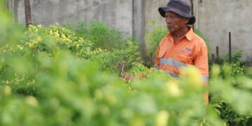 Apa yang Dilakukan Pemprov Riau untuk Tekan Inflasi Akibat Tingginya Harga Cabai Merah?