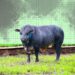 Sapi Gama hasil riset UGM dan WMPP ditetapkan sebagai rumpun sapi pedaging baru