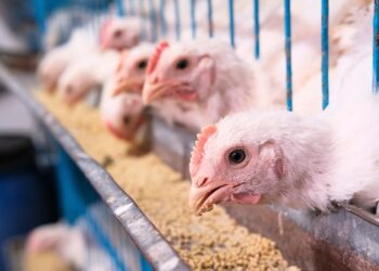 Danantara Bakal Investasi Rp20 Triliun untuk Bangun Tiga Pabrik Pakan Ternak Ayam di Riau