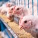 Danantara Bakal Investasi Rp20 Triliun untuk Bangun Tiga Pabrik Pakan Ternak Ayam di Riau