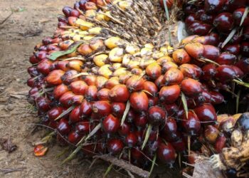 Harga CPO Turun, Tertekan Penguatan Ringgit dan Harga Minyak Kedelai