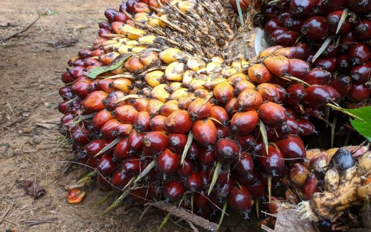 Harga CPO Turun, Tertekan Penguatan Ringgit dan Harga Minyak Kedelai