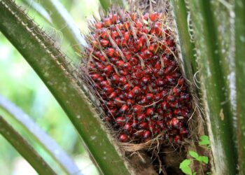 Harga CPO Diprediksi Melemah Pekan Ini Akibat Jumlah Produksi Sawit Meningkat