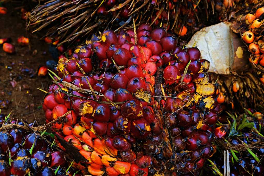 Harga CPO Diprediksi Bergerak Loyo Sepanjang November