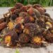 Harga TBS Riau Naik