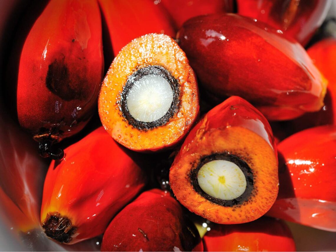 Harga TBS Sawit Riau Pekan Ini: Swadaya Naik, Plasma Turun. Petani Sawit Terancam Rugi Rp1,2 Triliun, SPKS Desak Menkeu Batalkan Kenaikan Pungutan Ekspor CPO