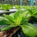 Akuaponik, Sistem Pertanian yang Minim Air