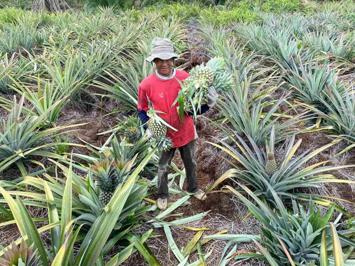 Fredi Mahruz, petani nenas penerima manfaat Program pemberdayaan Community Development (CD) PT Riau Andalan Pulp and Paper (RAPP).