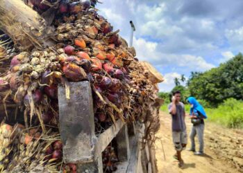 Harga TBS Sawit Riau Periode Akhir Tahun 2025, Mitra Swadaya Turun, Plasma Naik. Prediksi Harga CPO Minggu Depan, Sentimen Pasar Tertekan Kebijakan Ekspor Indonesia