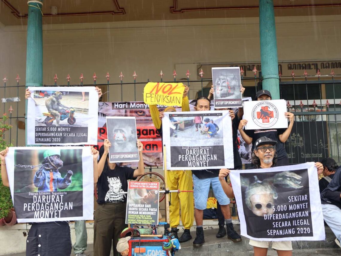 Hari Monyet Sedunia, Aktivis Desak Larangan Perdagangan Monyet