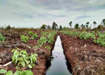 Harapan atau Ilusi, Menelisik Serapan Tenaga Kerja di Industri Kehutanan Riau