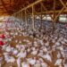 Riau Siapkan Dua Lokasi untuk Ekosistem Industri Ayam Ras Program MBG