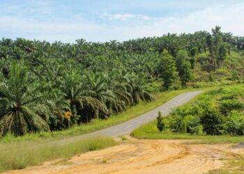 Sawit dan Sagu Dianggap Kunci Masa Depan Ekonomi Riau