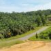 Sawit dan Sagu Dianggap Kunci Masa Depan Ekonomi Riau