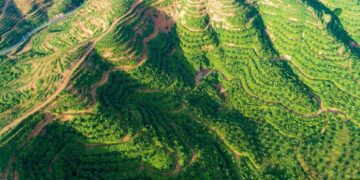 Hanya Enam Provinsi, Tapi Kuasai 76% Tutupan Sawit di Indonesia, Riau Nomor 1