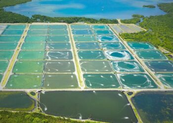 Proyek Budidaya Udang Terintegrasi Rp7 Triliun Mulai Digarap