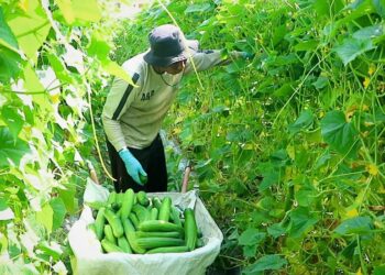 Manfaatkan Lahan Nganggur, Upaya Petani dan Kontribusi Pupuk Indonesia Wujudkan Asa Swasembada Pangan